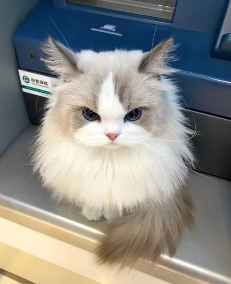 Hvorfor har katte en forkærlighed for høje steder?