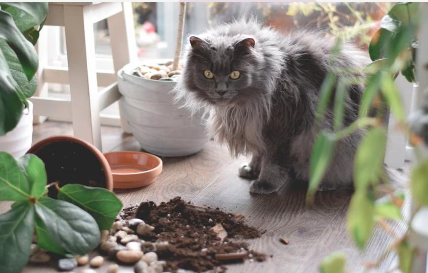 Hvorfor katte slår tingene ud af borde (og hvad de virkelig tænker)